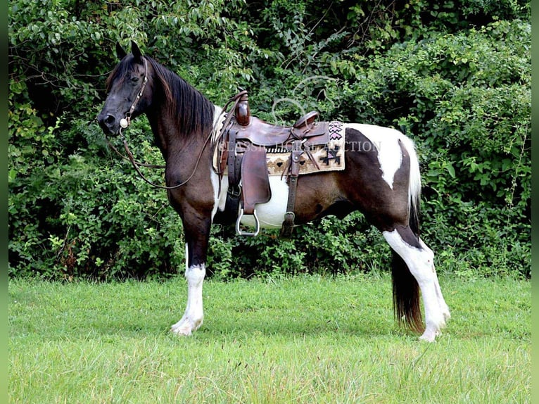 Spotted Saddle Horse Hongre 10 Ans 152 cm Tobiano-toutes couleurs in Waynesboro, pa