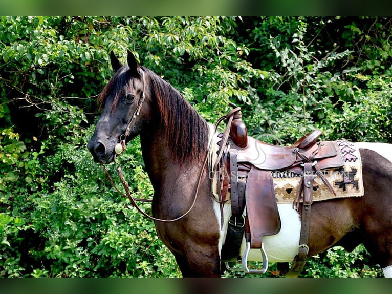Spotted Saddle Horse Hongre 10 Ans 152 cm Tobiano-toutes couleurs in Waynesboro, pa