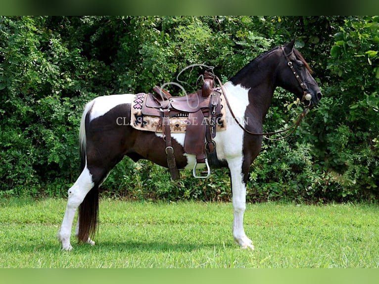 Spotted Saddle Horse Hongre 10 Ans 152 cm Tobiano-toutes couleurs in Waynesboro, pa