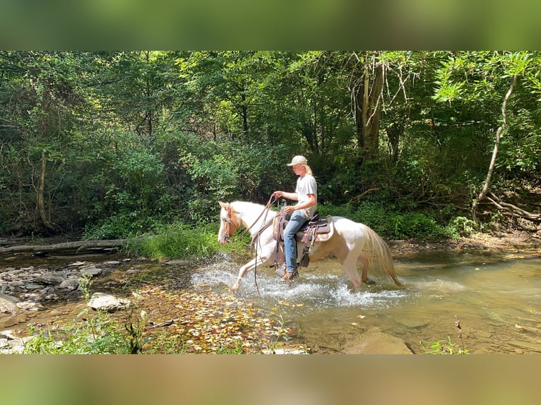 Spotted Saddle Horse Hongre 11 Ans 142 cm Tobiano-toutes couleurs in Moscow OH