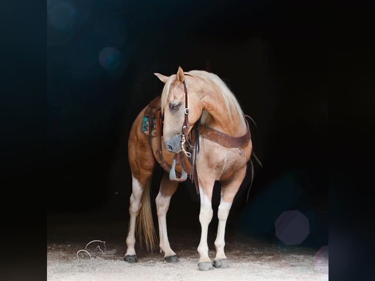 Spotted Saddle Horse Hongre 12 Ans 142 cm Palomino in Gerald, MO