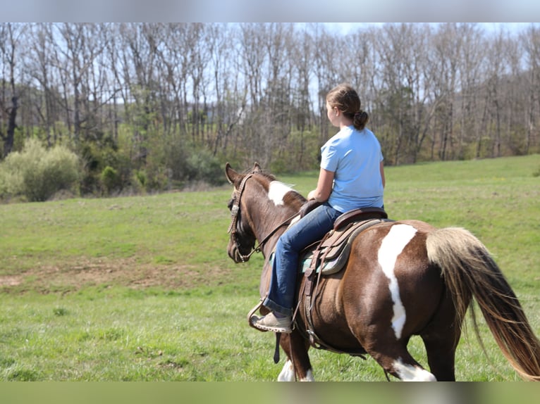 Spotted Saddle Horse Hongre 12 Ans 152 cm Pinto in Wallingford