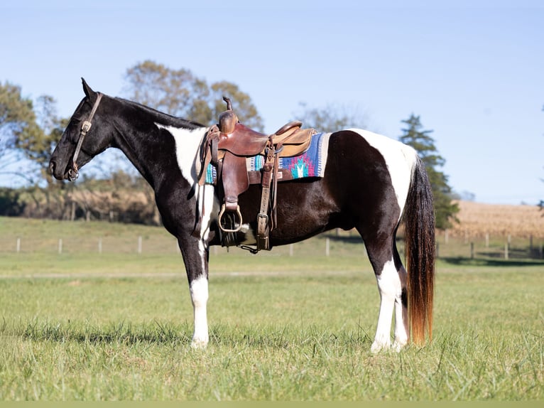 Spotted Saddle Horse Hongre 12 Ans 152 cm Tobiano-toutes couleurs in Hillsboro