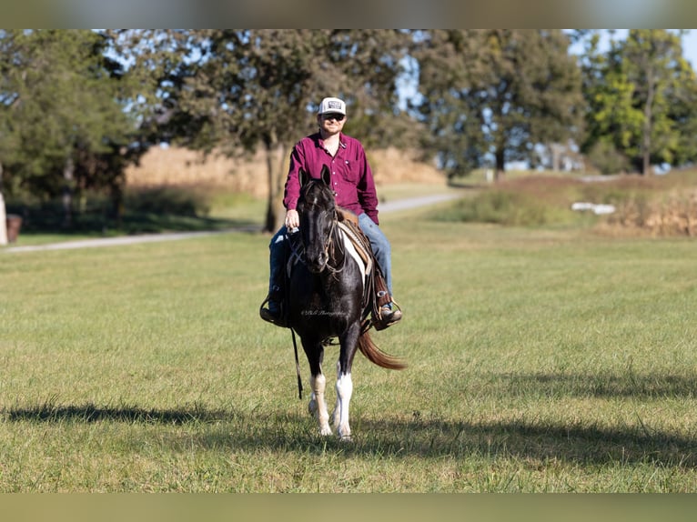 Spotted Saddle Horse Hongre 12 Ans 152 cm Tobiano-toutes couleurs in Hillsboro