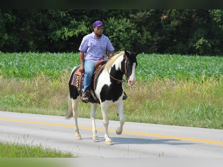 Spotted Saddle Horse Hongre 12 Ans in Sonora, KY