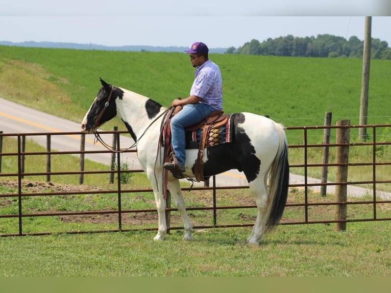 Spotted Saddle Horse Hongre 12 Ans in Sonora, KY