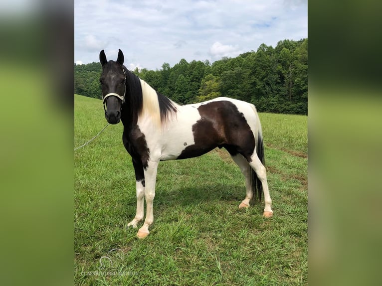 Spotted Saddle Horse Hongre 13 Ans 152 cm Tobiano-toutes couleurs in Rockholds, KY