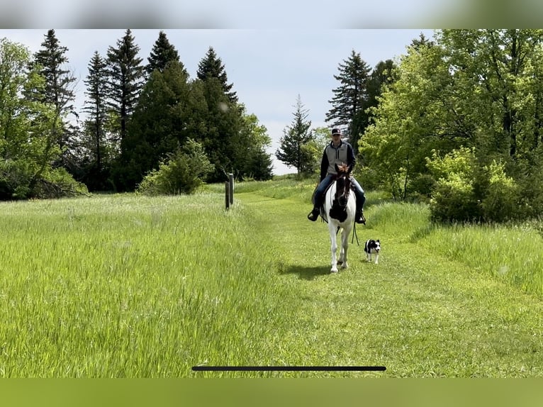 Spotted Saddle Horse Hongre 13 Ans 157 cm Alezan cuivré in Cannon Falls