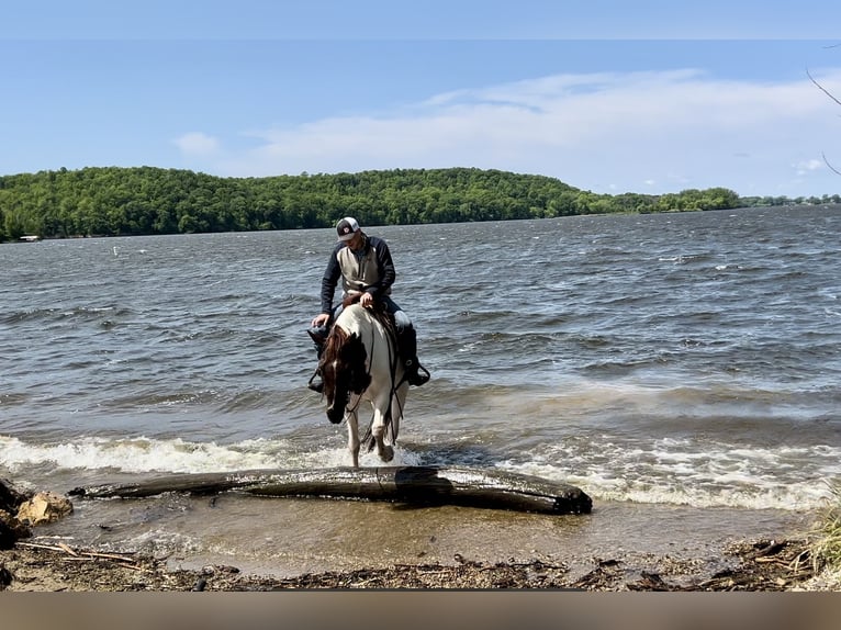 Spotted Saddle Horse Hongre 13 Ans 157 cm Alezan cuivré in Cannon Falls