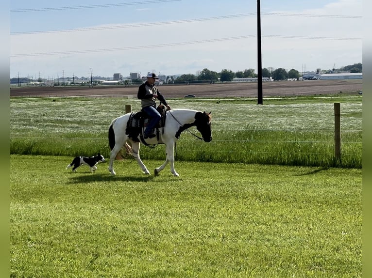 Spotted Saddle Horse Hongre 13 Ans 157 cm Alezan cuivré in Cannon Falls