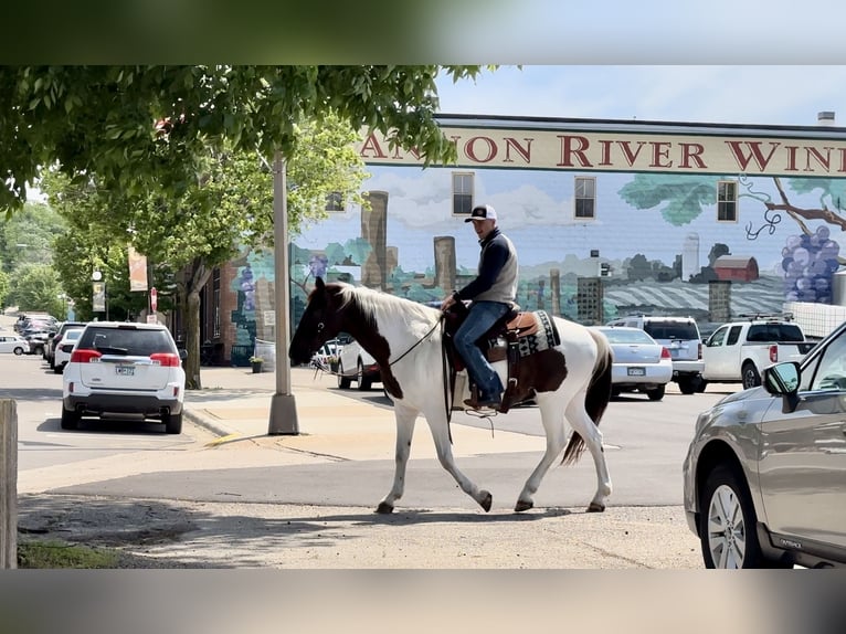 Spotted Saddle Horse Hongre 13 Ans 157 cm Alezan cuivré in Cannon Falls