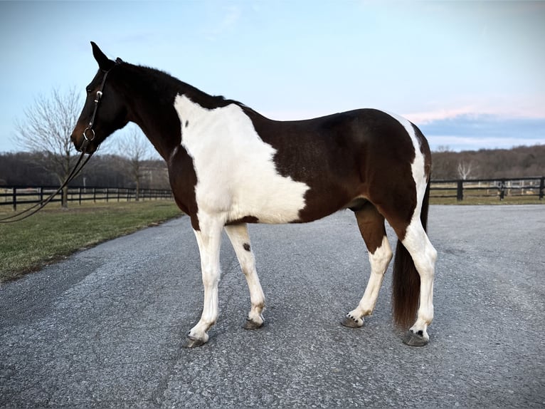 Spotted Saddle Horse Croisé Hongre 13 Ans 165 cm Pinto in Rockville, MD