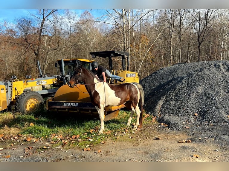 Spotted Saddle Horse Croisé Hongre 13 Ans 165 cm Pinto in Rockville, MD