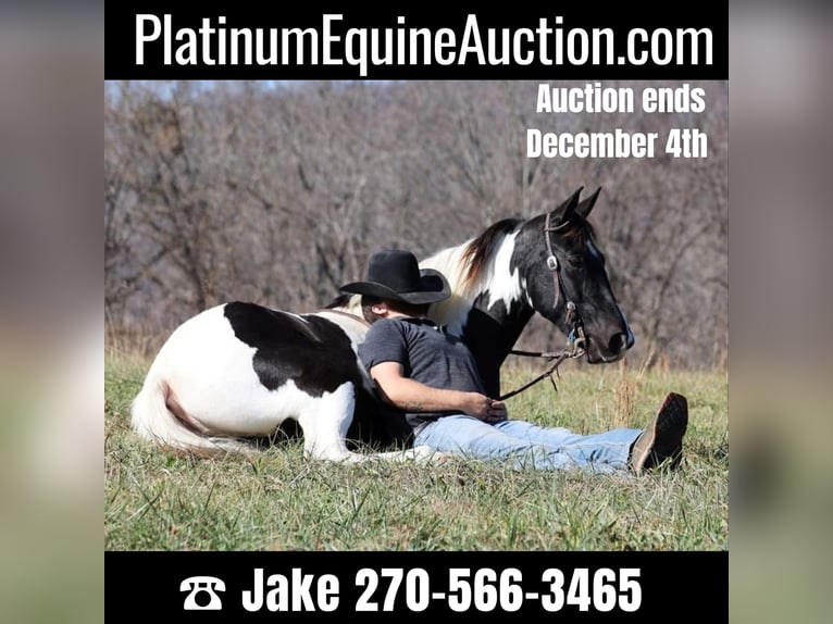 Spotted Saddle Horse Hongre 14 Ans 152 cm Tobiano-toutes couleurs in Jamestown Ky