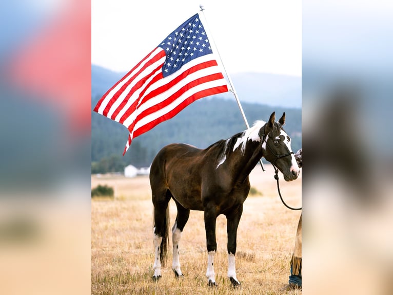 Spotted Saddle Horse Hongre 15 Ans 155 cm Tobiano-toutes couleurs in Victor, MT