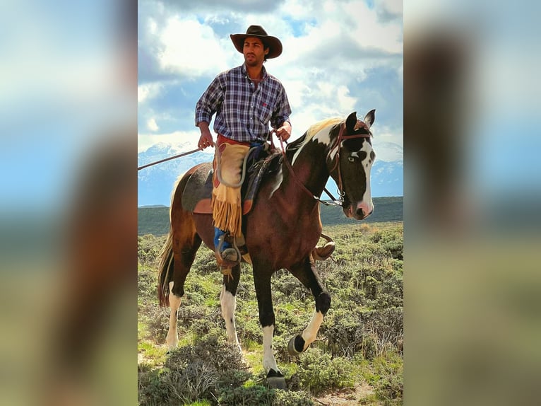 Spotted Saddle Horse Hongre 15 Ans 155 cm Tobiano-toutes couleurs in Victor, MT