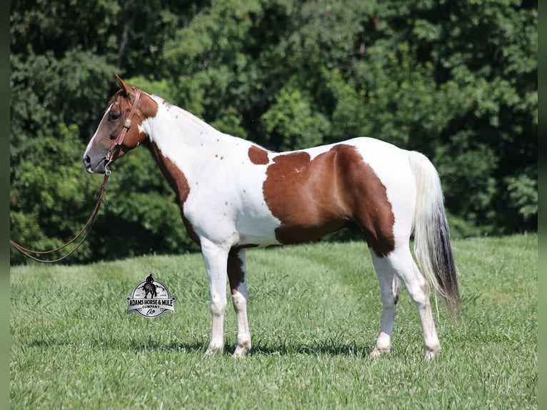 Spotted Saddle Horse Hongre 5 Ans 155 cm Tobiano-toutes couleurs in Mount Vernon