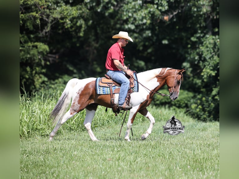 Spotted Saddle Horse Hongre 5 Ans 155 cm Tobiano-toutes couleurs in Mount Vernon