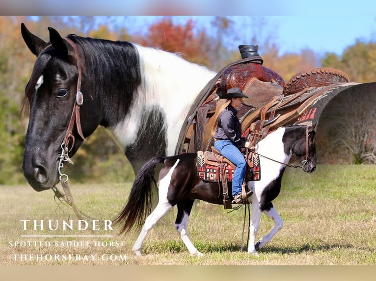 Spotted Saddle Horse Hongre 5 Ans 155 cm Tobiano-toutes couleurs in Mount Vernon, KY