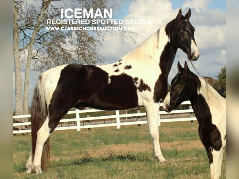 Spotted Saddle Horse Hongre 6 Ans 152 cm Tobiano-toutes couleurs in Lewisburg, TN