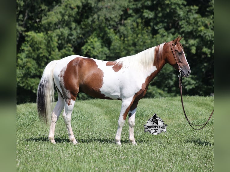 Spotted Saddle Horse Hongre 6 Ans 155 cm Tobiano-toutes couleurs in Mount Vernon