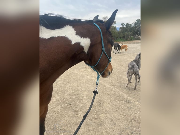 Spotted Saddle Horse Hongre 6 Ans 163 cm Bai cerise in Crawford, COLORADO