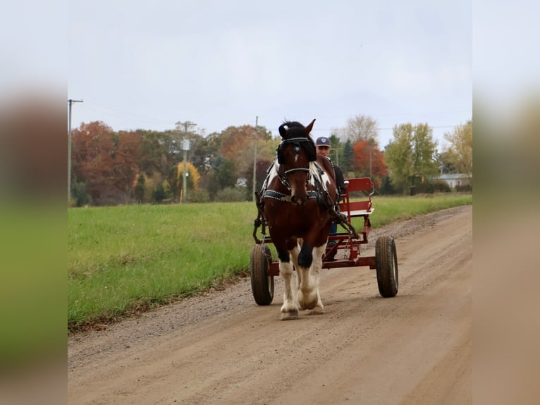 Spotted Saddle Horse Hongre 6 Ans 173 cm Tobiano-toutes couleurs in Howell
