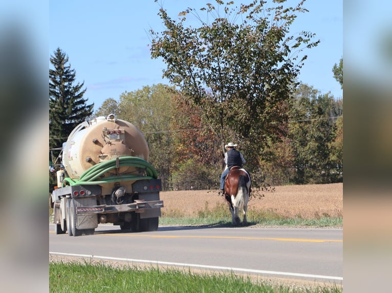 Spotted Saddle Horse Hongre 6 Ans 173 cm Tobiano-toutes couleurs in Howell