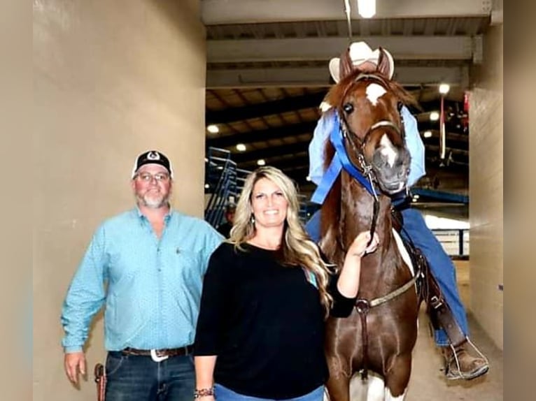 Spotted Saddle Horse Hongre 6 Ans Tobiano-toutes couleurs in Petersburg TN