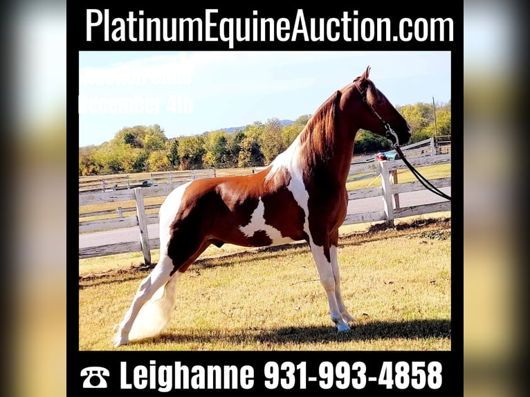 Spotted Saddle Horse Hongre 6 Ans Tobiano-toutes couleurs in Petersburg TN