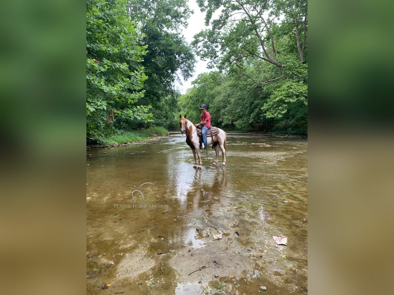 Spotted Saddle Horse Hongre 8 Ans 132 cm Alezan cuivré in Lawrenceburg, KY