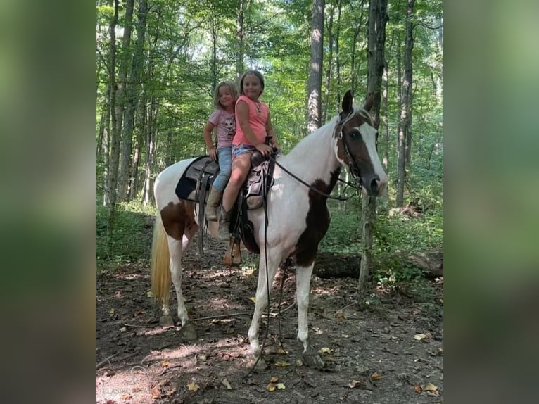 Spotted Saddle Horse Hongre 8 Ans 142 cm Tobiano-toutes couleurs in Moscow, OHIO