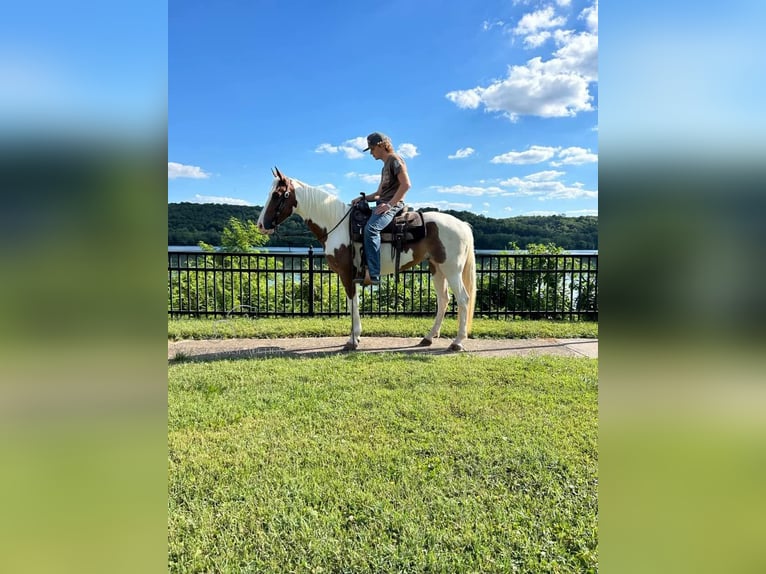 Spotted Saddle Horse Hongre 8 Ans 142 cm Tobiano-toutes couleurs in Moscow, OHIO