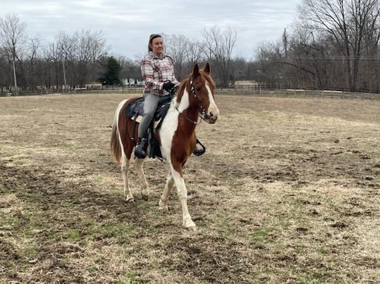 Spotted Saddle Horse Croisé Hongre 8 Ans 152 cm Pinto in Marion