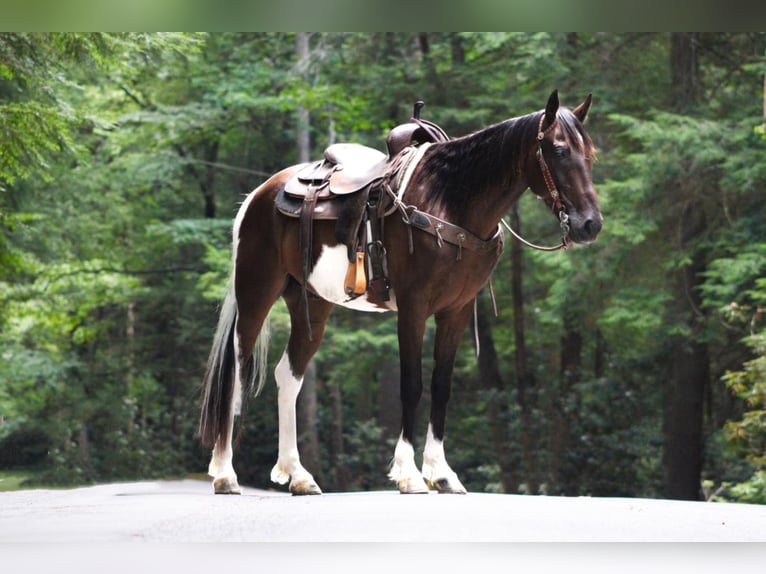 Spotted Saddle Horse Hongre 8 Ans in Shippenville, PA