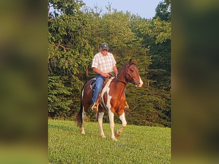 Spotted Saddle Horse Hongre 9 Ans 152 cm Bai cerise in Mc Kee, KY