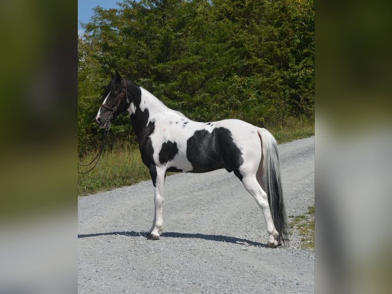 Spotted Saddle Horse Hongre 9 Ans 152 cm in Hustonville, KY