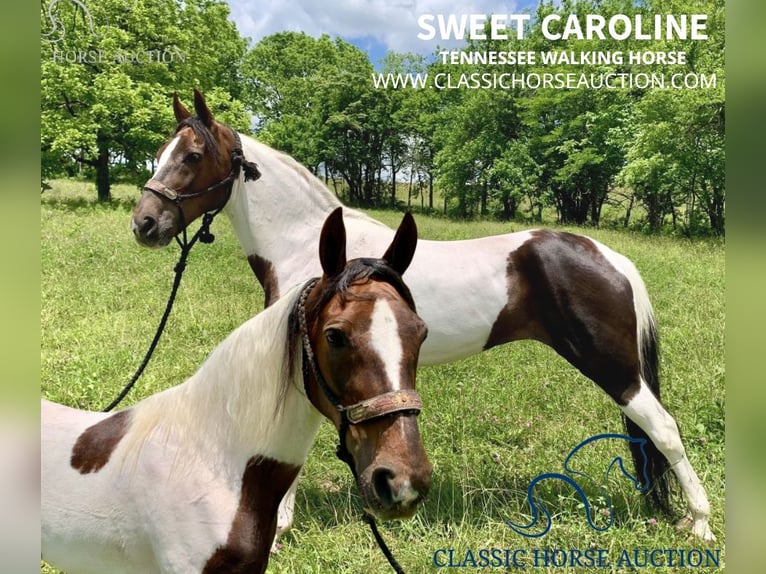 Spotted Saddle Horse Jument 10 Ans 142 cm Tobiano-toutes couleurs in Winchester,Ky