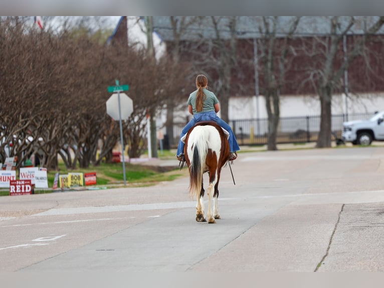 Spotted Saddle Horse Jument 12 Ans 157 cm Pinto in Forney