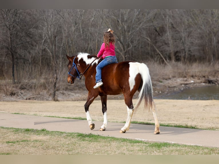 Spotted Saddle Horse Jument 12 Ans 157 cm Pinto in Forney