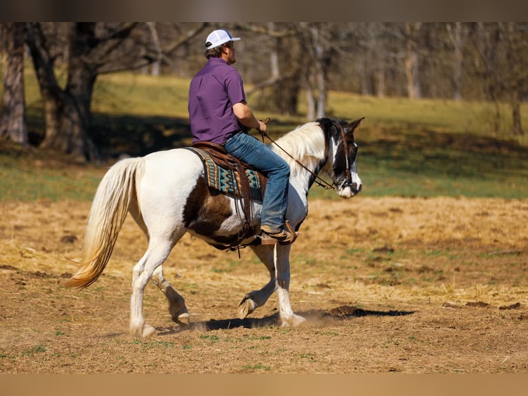 Spotted Saddle Horse Jument 12 Ans 157 cm Tobiano-toutes couleurs in Hampshine TN