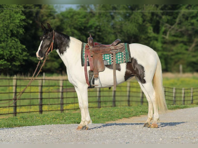 Spotted Saddle Horse Jument 14 Ans 150 cm Tobiano-toutes couleurs in Sonora, KY