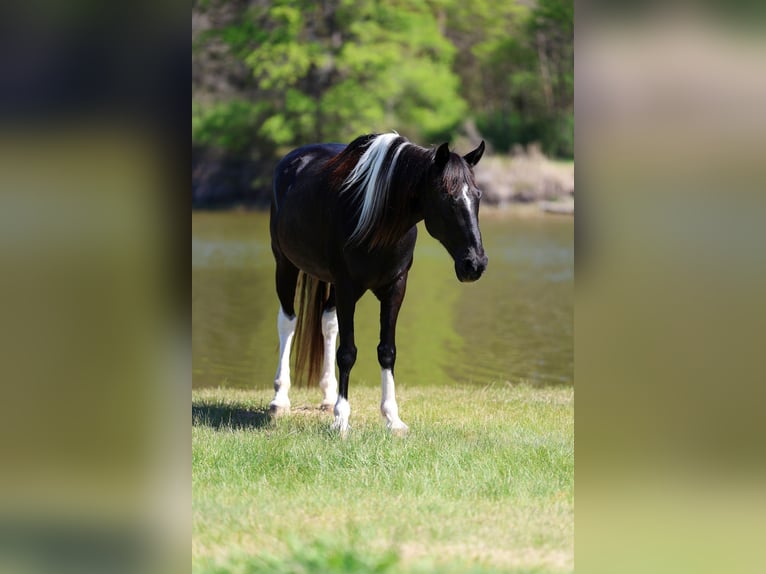 Spotted Saddle Horse Jument 14 Ans 152 cm Pinto in Forney