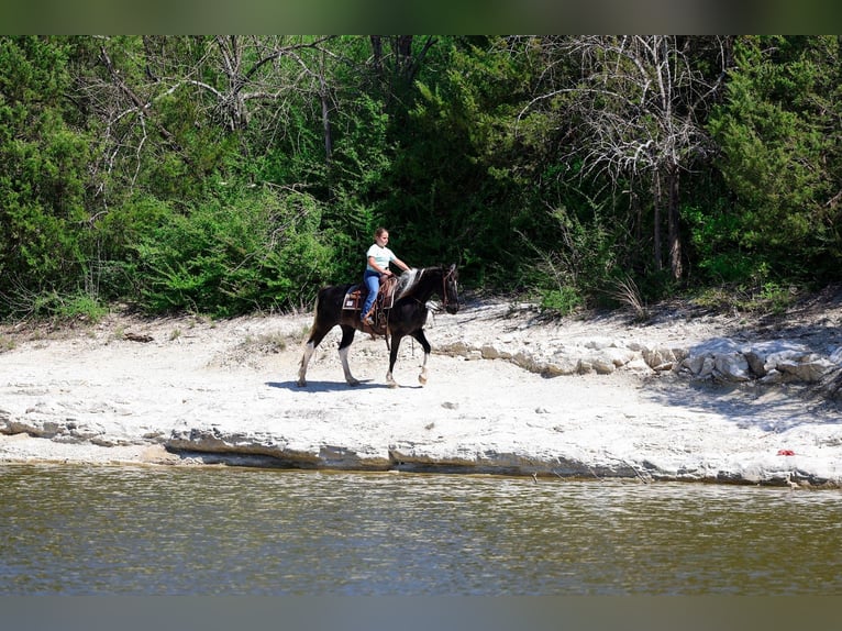 Spotted Saddle Horse Jument 14 Ans 152 cm Pinto in Forney