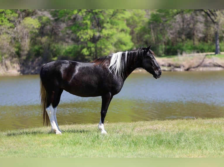 Spotted Saddle Horse Jument 14 Ans 152 cm Pinto in Forney