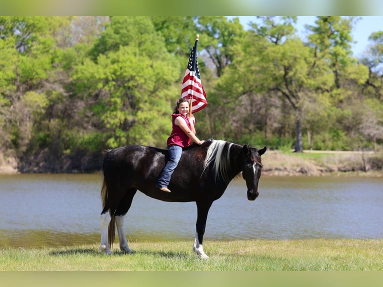 Spotted Saddle Horse Jument 14 Ans 152 cm Pinto in Forney