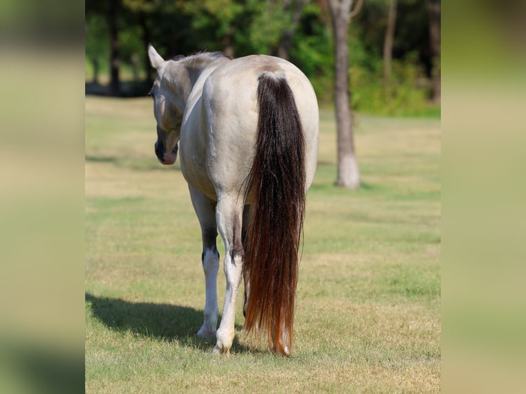 Spotted Saddle Horse Jument 14 Ans Pinto in Terrell