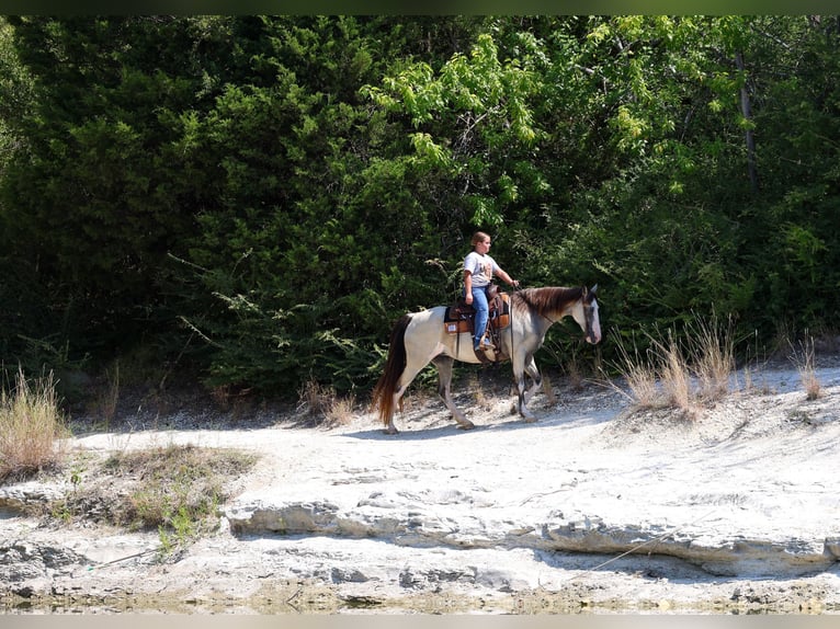 Spotted Saddle Horse Jument 14 Ans Pinto in Terrell