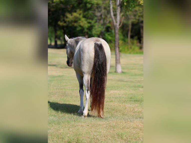 Spotted Saddle Horse Jument 16 Ans Tobiano-toutes couleurs in Forney