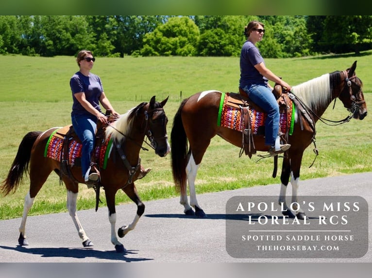 Spotted Saddle Horse Jument 4 Ans 152 cm Tobiano-toutes couleurs in Tompkinsville, KY